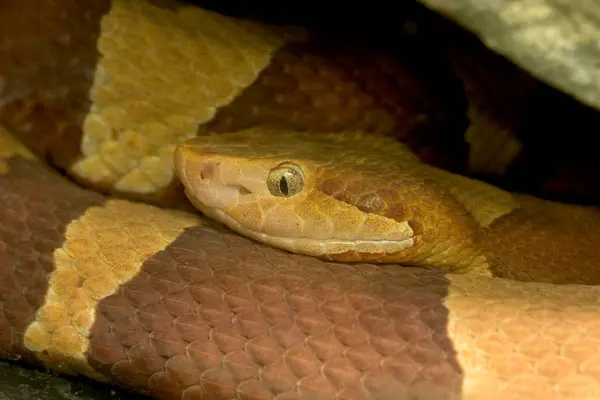 Rézfejű Csörgőkígyó. Közelíts rá erre a mérgező viperára.. — Stock Fotó