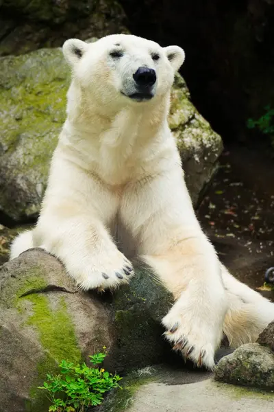 Zbliżenie portret dużego dorosłego niedźwiedzia polarnego. Dzika przyroda — Zdjęcie stockowe