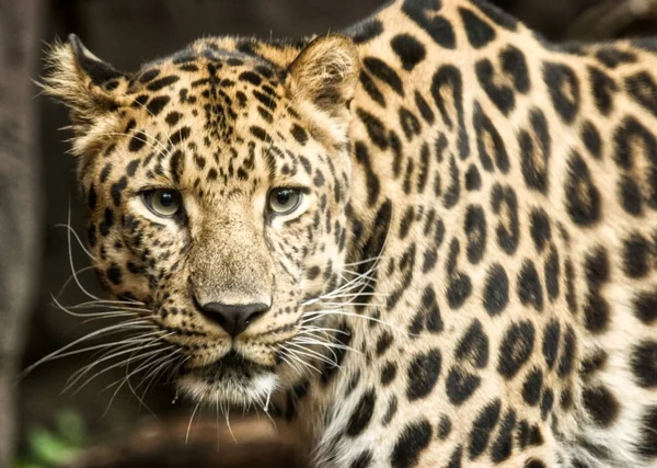 Porträt eines vom Aussterben bedrohten Amur-Leoparden, der in die Kamera blickt. lizenzfreie Stockfotos