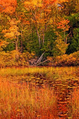 Çöl Adası, Maine New England 'da Sonbahar Renkleri. Dramatik Maine Manzarası