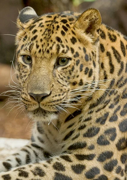 Ein amur leopard in ruhe. Porträt einer vom Aussterben bedrohten Raubkatze. lizenzfreie Stockbilder