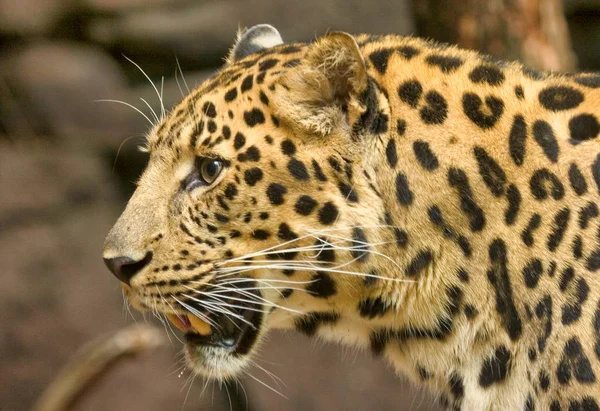 Nahaufnahme eines seltenen Amur-Leoparden. Gefährdete Tierwelt. Stockbild