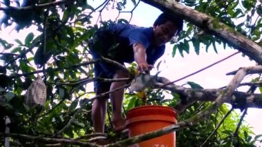 Surigao Şehri 12 Kasım 2019. Mango toplayan genç bir çocuk ağaca tırmanıyor.
