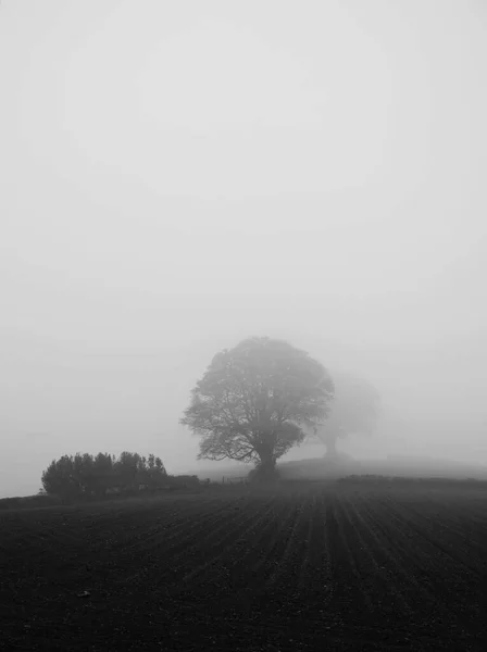 Des forêts étrangement sinistres dans la brume avec de l'eau au premier plan — Photo