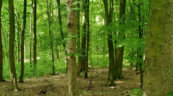 New growth woodlands in old Czech Forrests. — Stock fotografie