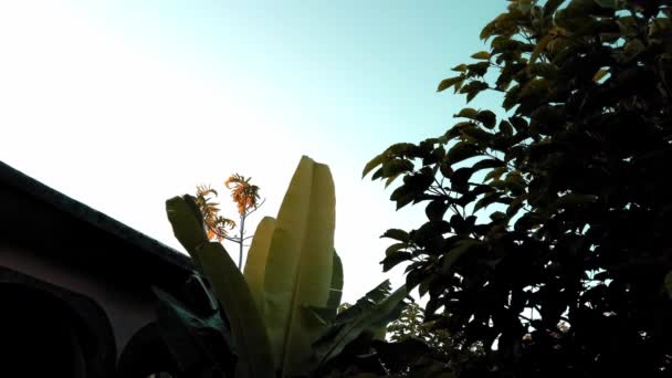 Mavi gökyüzüne hafifçe esen yapraklar, Surigao Filipinleri — Stok video