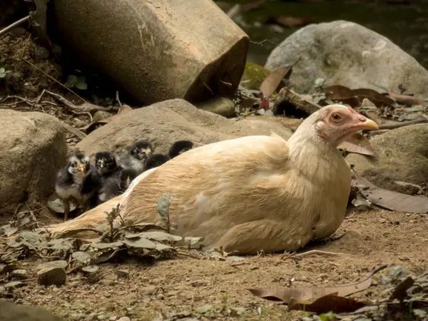 Mother Hen Sitting with her new born chicks — Stock Photo, Image