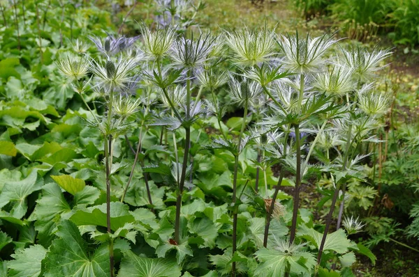 Luch çiçek açan Eryngium Alpinyum
