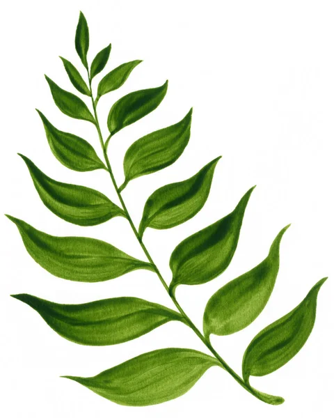 Dekorační ozdoba větev se zeleným kari listy — Stock fotografie