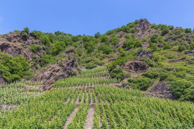 Yaz aylarında Mosel Gondorf üzüm
