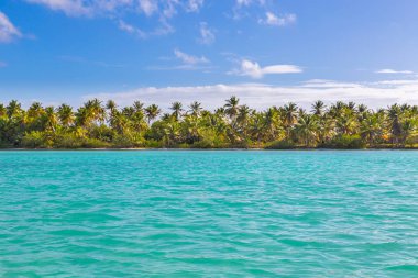 Palmiye ağaçları Isla Saona beach