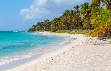 Palmiye ağaçları Isla Saona beach