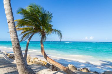 Palmiye ağaçları Punta Cana Bavaro Dominik Cumhuriyeti plaj