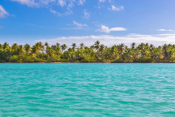 Palmy na pláži Isla Saona — Stock fotografie