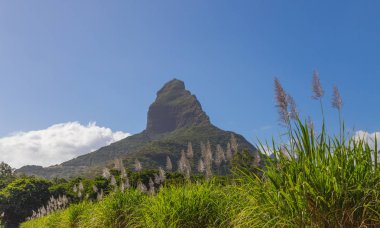 Sikke de la Petite şeker kamışı çiçek Dağı üzerinde Mauritius