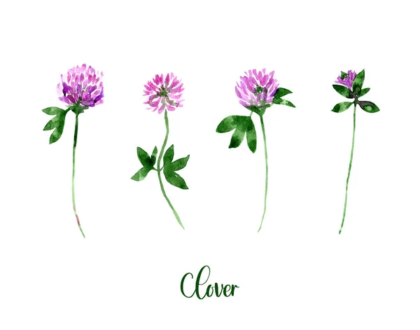 Watercolor Purple Violet Clover Set Collection Hand Drawn Flowers Isolated — Stock Photo, Image