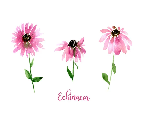 Akvarel Růžová Echinacea Set Kolekce Ručně Kreslených Květin Izolované Obrázek — Stock fotografie