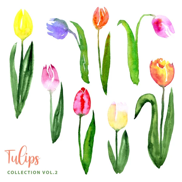 Akvarel Volný Styl Tulipánů Květiny Listy Set Sbírka Izolovaných Snímků — Stock fotografie