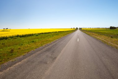 Avustralya 'da Canola Tarlaları