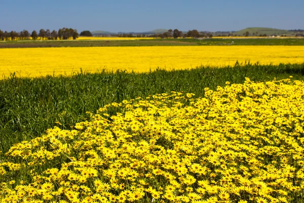 Fields of Canola and Wildflowers in Australia — Stock Photo, Image
