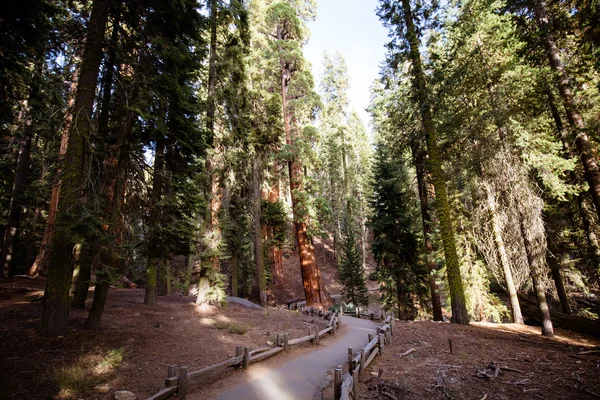 Parque Nacional Sequoia Florestal Gigante — Fotografia de Stock