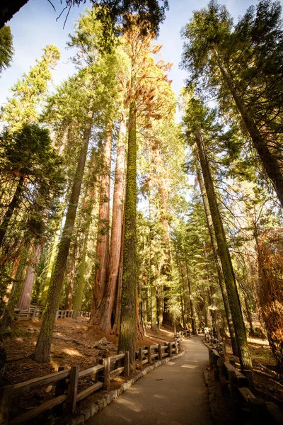 Giant Forest Sequoia National Park — Stock fotografie