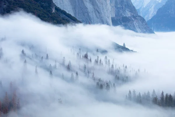 Árboles de Yosemite en Niebla — Foto de Stock