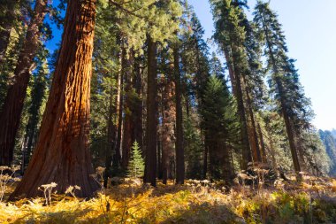 Crescent Çayır Piknik Alanı