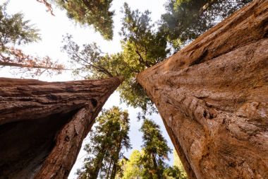 Dev orman Sequoia National Park