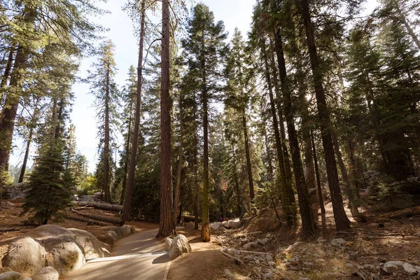 Giant Forest Sequoia National Park — Stock fotografie