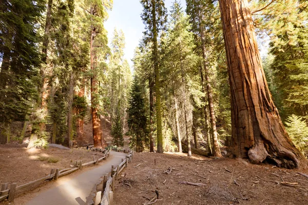 Giant Forest Sequoia National Park — Stock fotografie