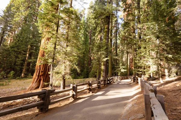Giant Forest Sequoia National Park — Stock fotografie