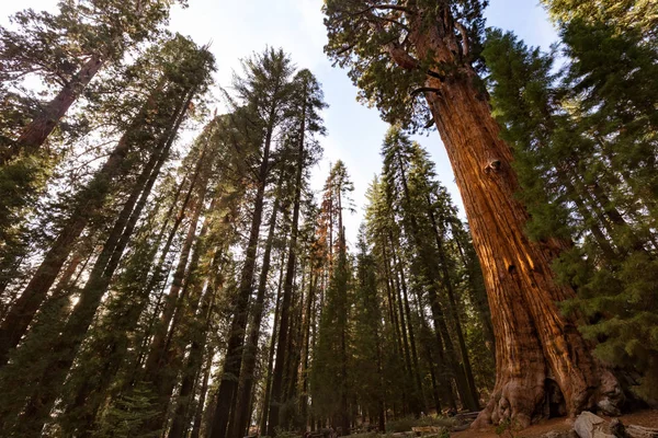 Giant Forest Sequoia National Park — Stock fotografie