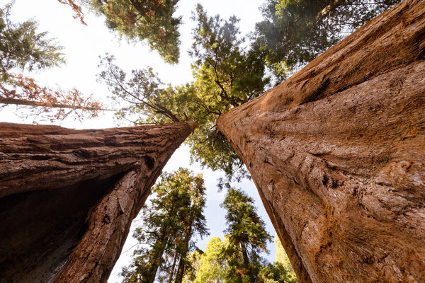 Giant Forest Sequoia National Park