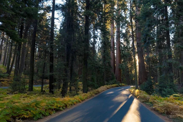 Parque Nacional Sequoia al amanecer —  Fotos de Stock