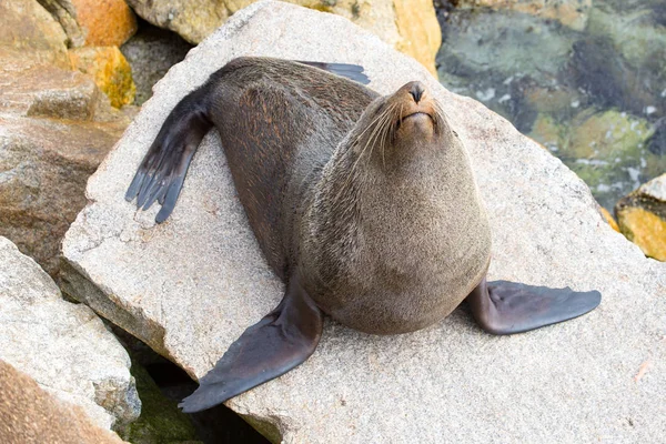 Narooma Robbenleben — Stockfoto