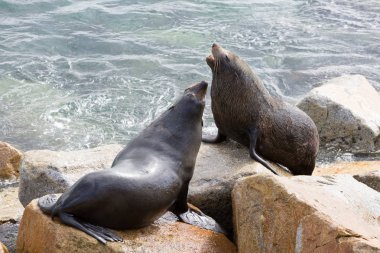 Narooma keçe ömrü