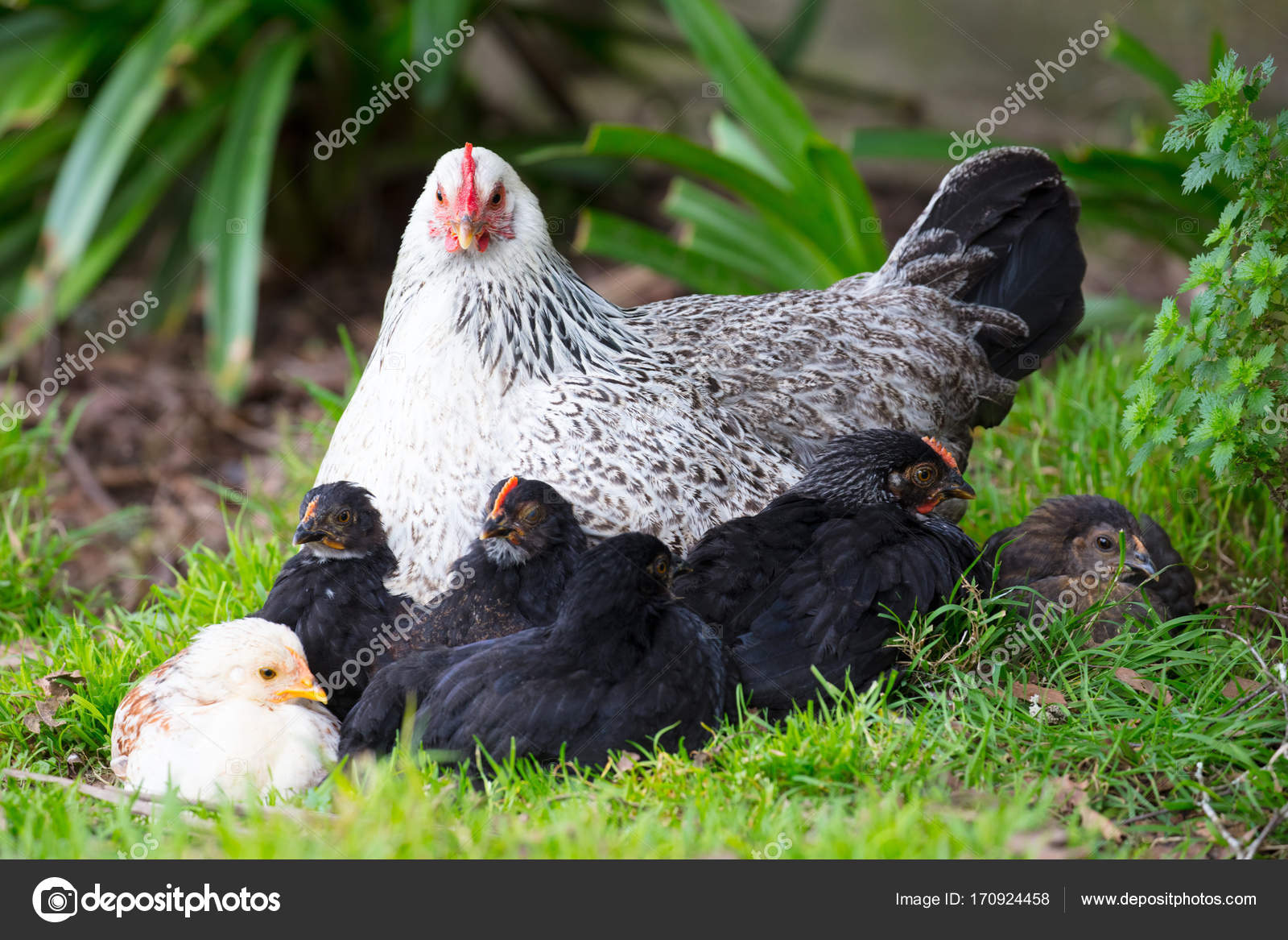 куры несутся. куры несушки сколько лет. курица несушка. таблица продуктивности кур несушек мясо яичных. редбро порода кур.