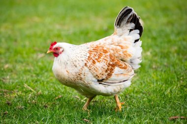 Brown Shaver Hen