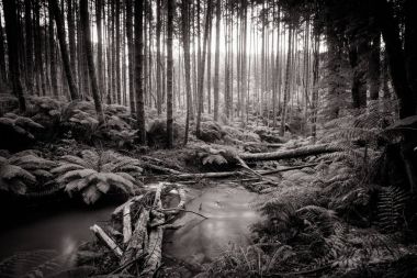 Kaliforniya Redwood orman