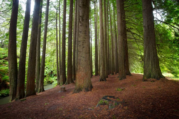 Kaliforniya Redwood orman — Stok fotoğraf