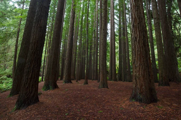 Kaliforniya Redwood orman — Stok fotoğraf