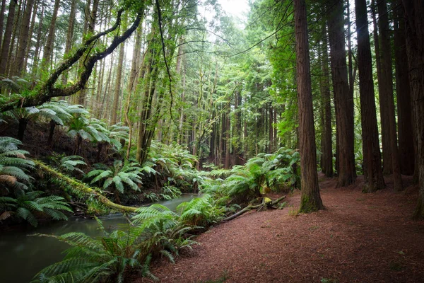 カリフォルニアのレッドウッドの森 — ストック写真