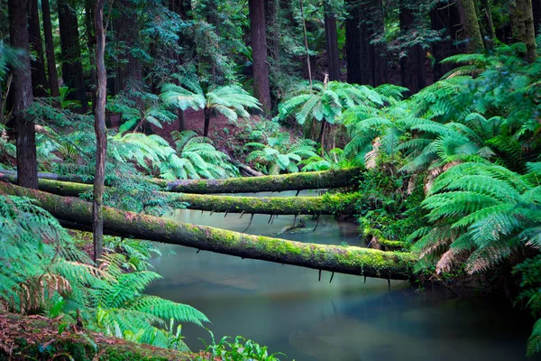 Kaliforniya Redwood orman — Stok fotoğraf