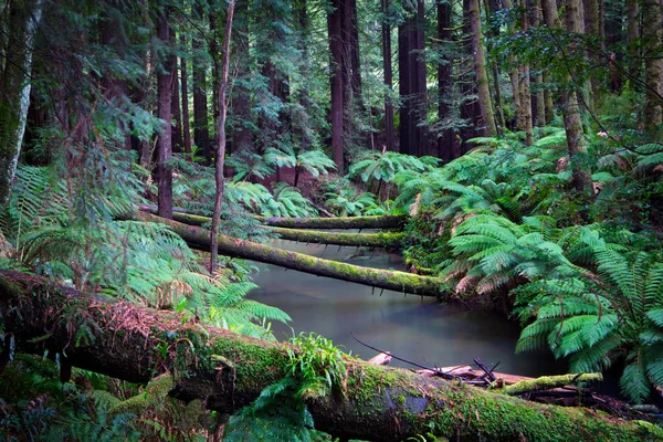 Californische Redwood Forest — Stockfoto