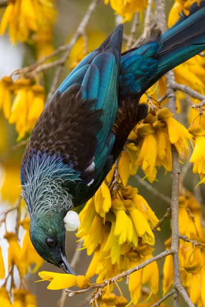 Tui Bird na Nova Zelândia — Fotografia de Stock