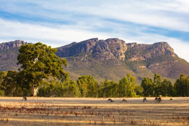 Grampians Avustralya 'da Zumsteins yakınlarında kangurular