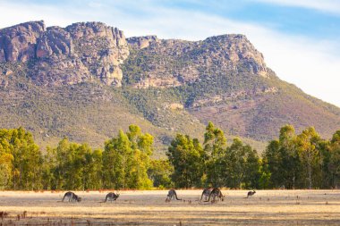 Grampians Avustralya 'da Zumsteins yakınlarında kangurular