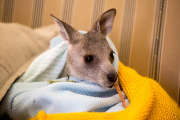 Врятований кенгуру в сиротинці в Австралії — стокове фото
