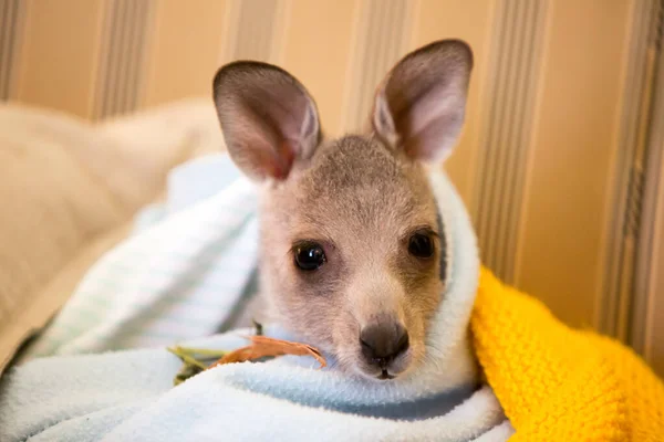 Rescued Kangaroo in an Orphanage in Australia — Stock Photo, Image